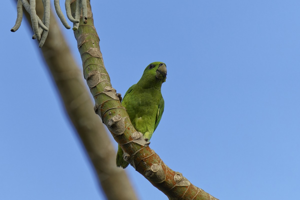 Short-tailed Parrot - Holger Teichmann