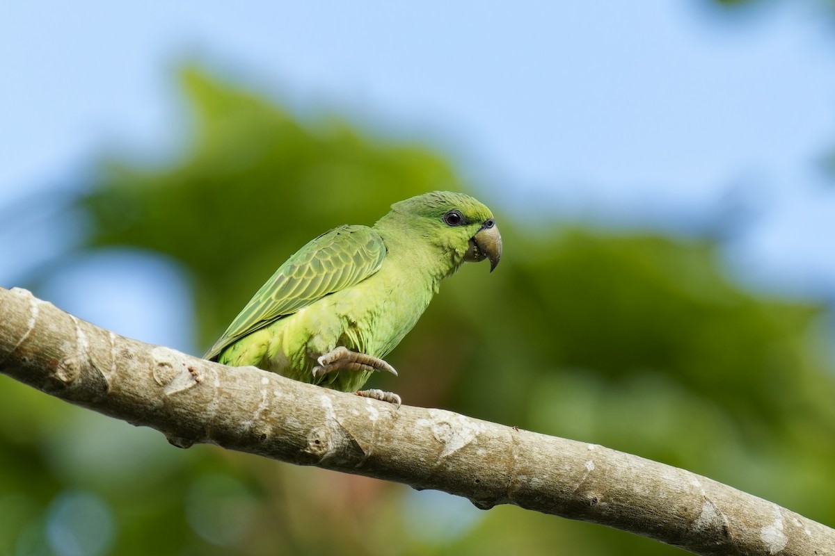 Short-tailed Parrot - ML615140592