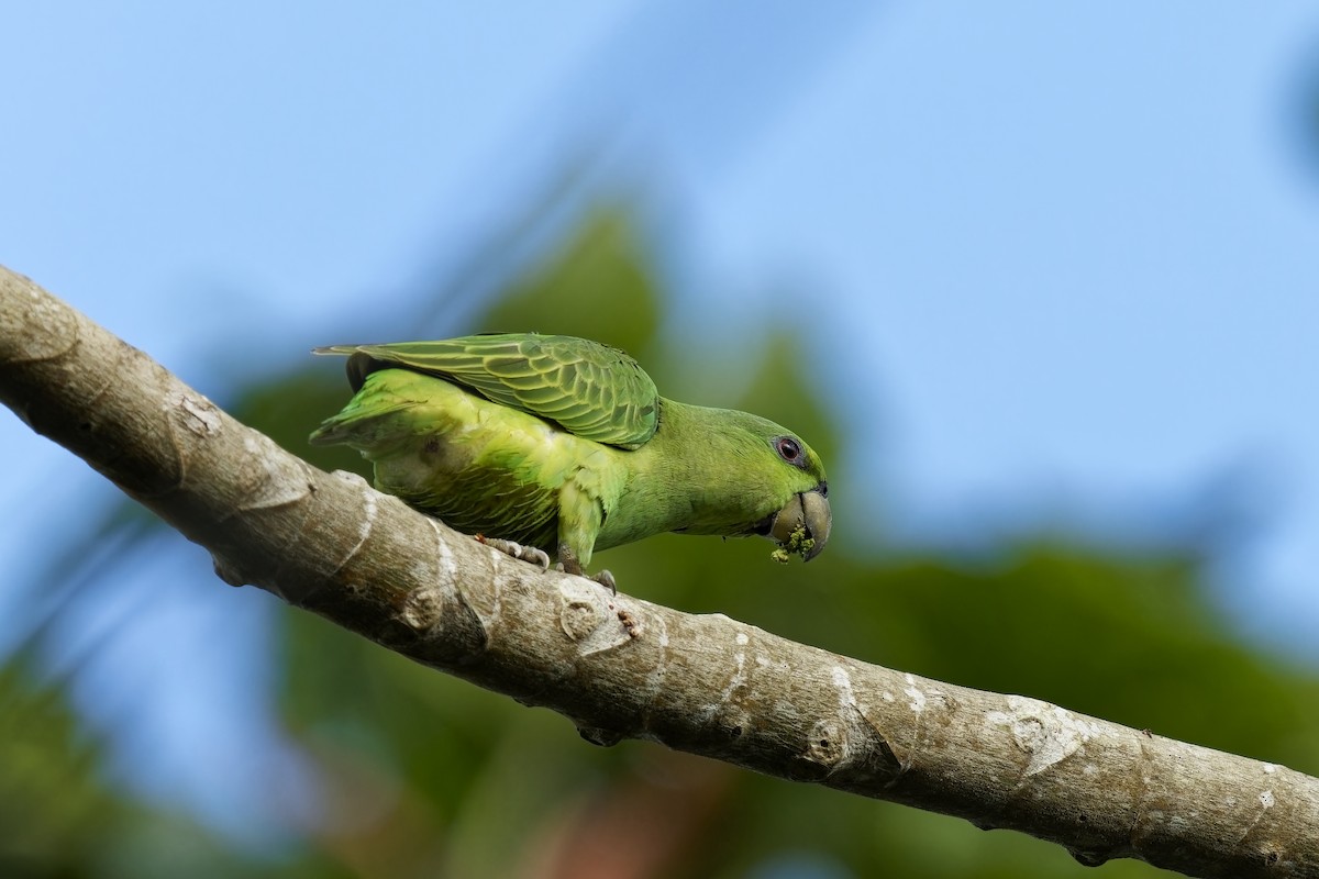 Short-tailed Parrot - ML615140593