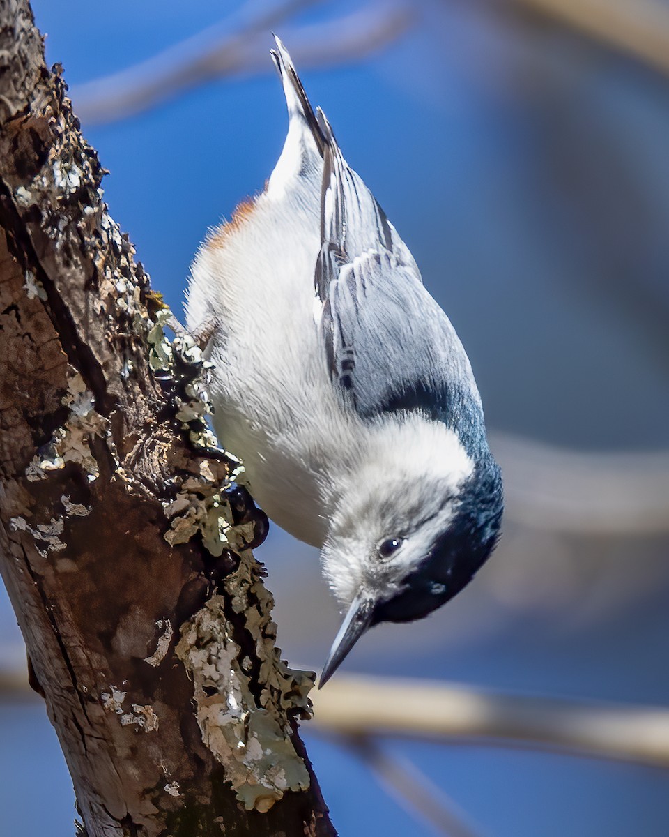 White-breasted Nuthatch - ML615140672