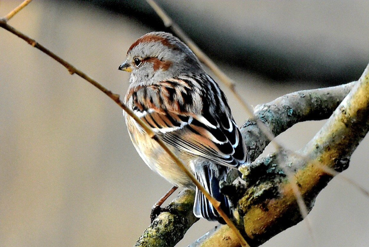 American Tree Sparrow - ML615140686