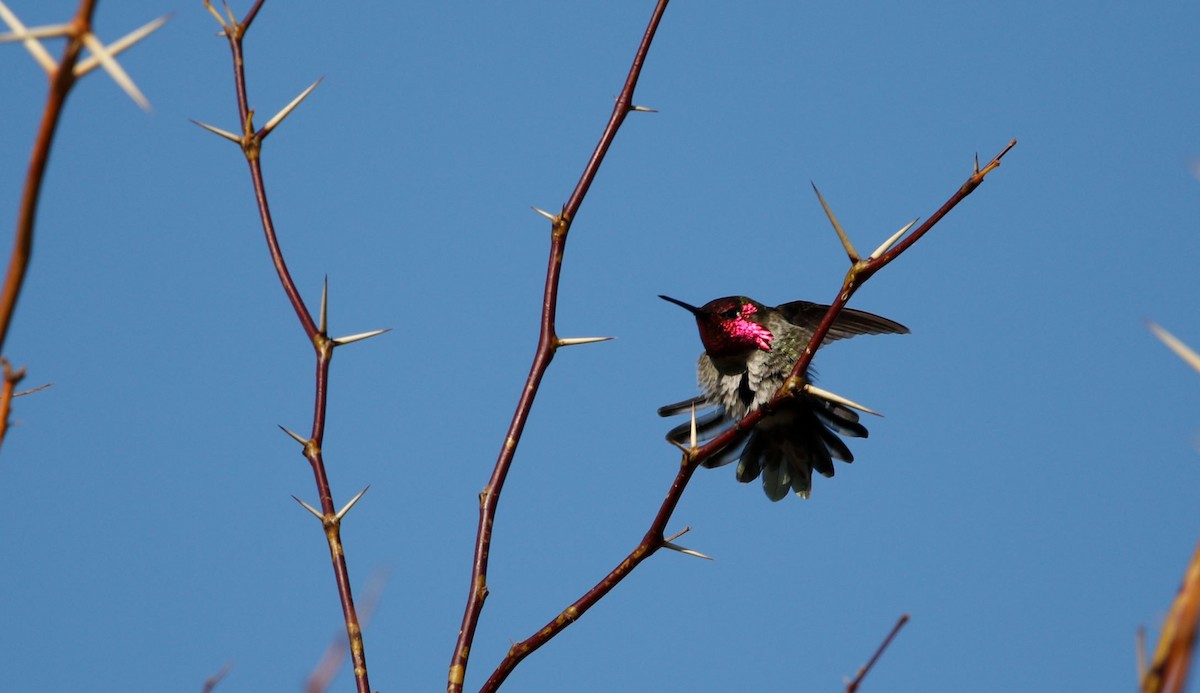 Anna's Hummingbird - ML615140704