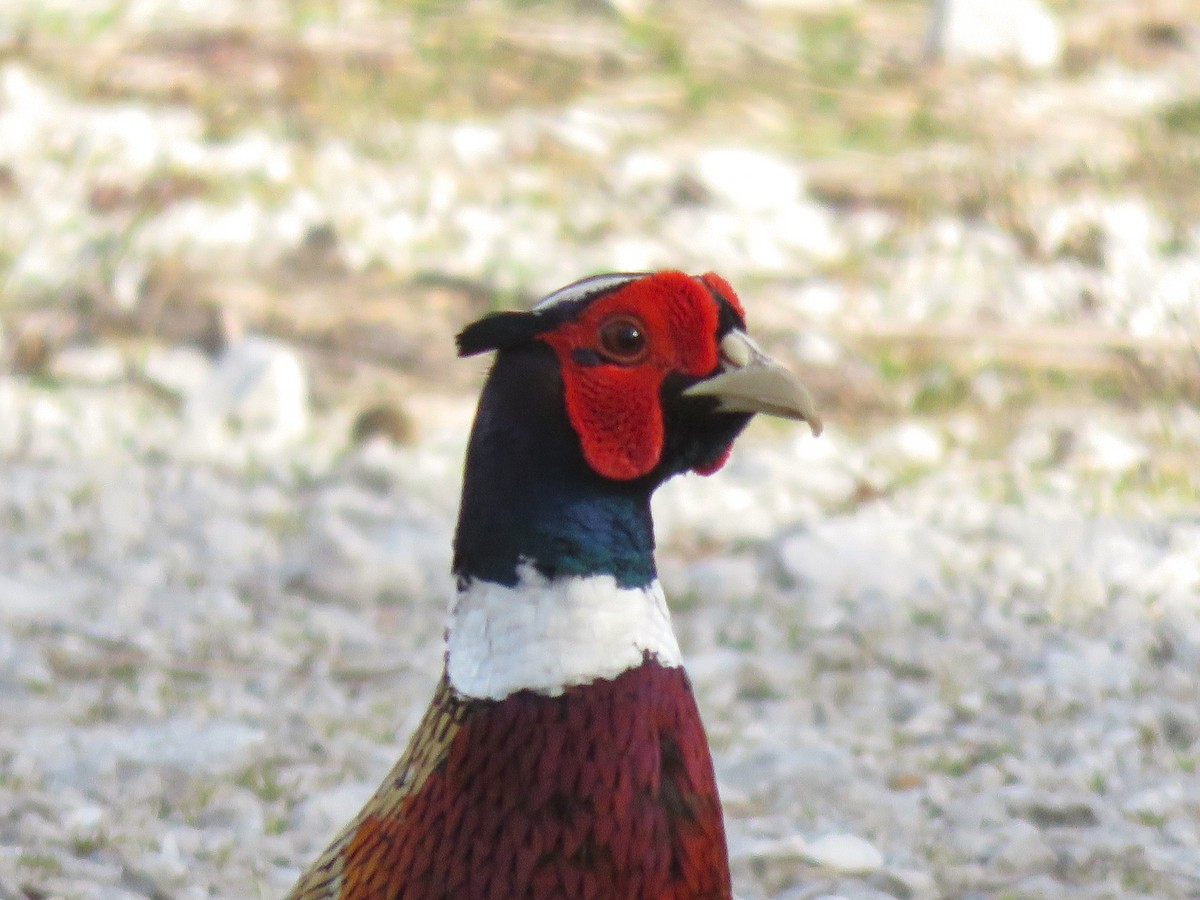 Ring-necked Pheasant - ML615140716