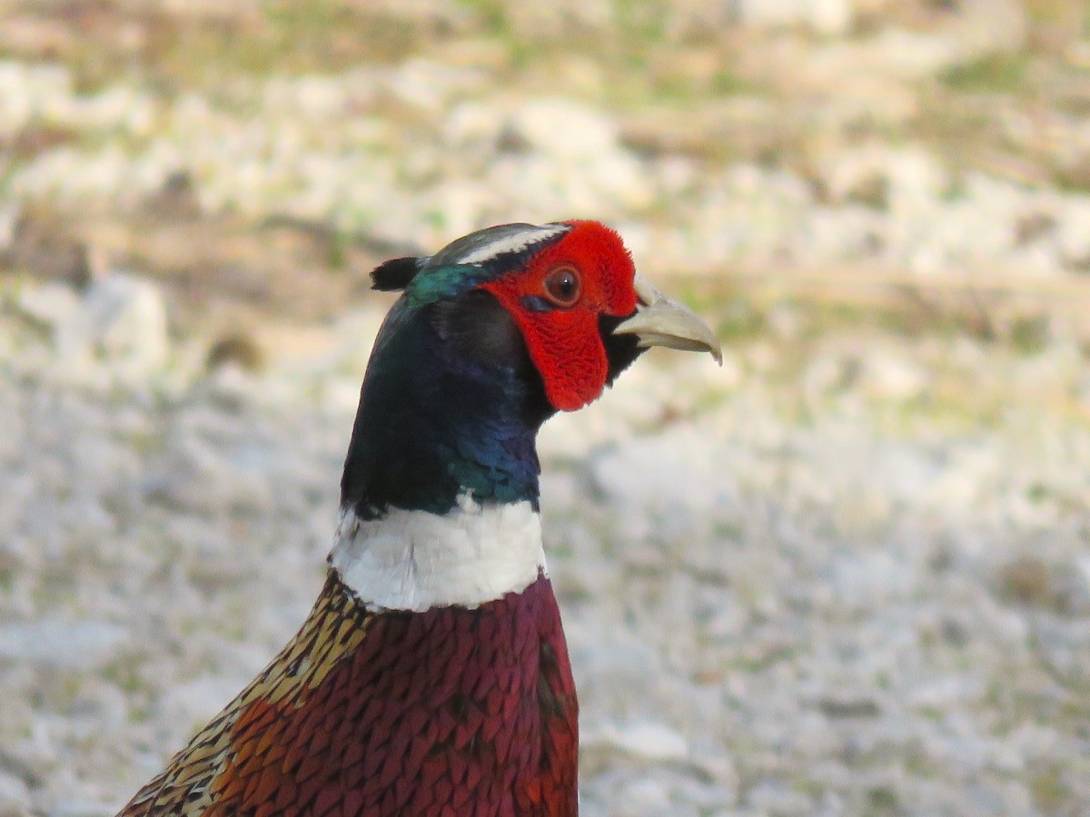 Ring-necked Pheasant - ML615140726