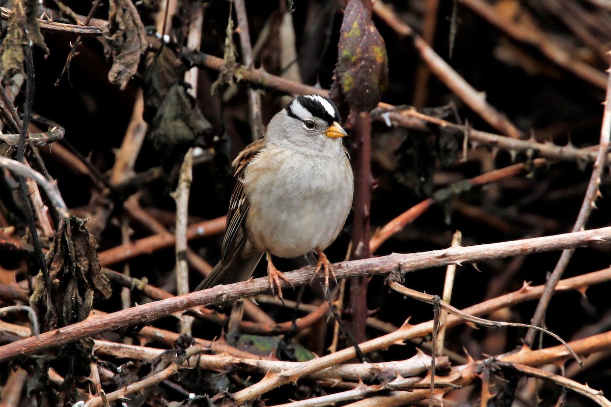 White-crowned Sparrow - Tim Shelmerdine