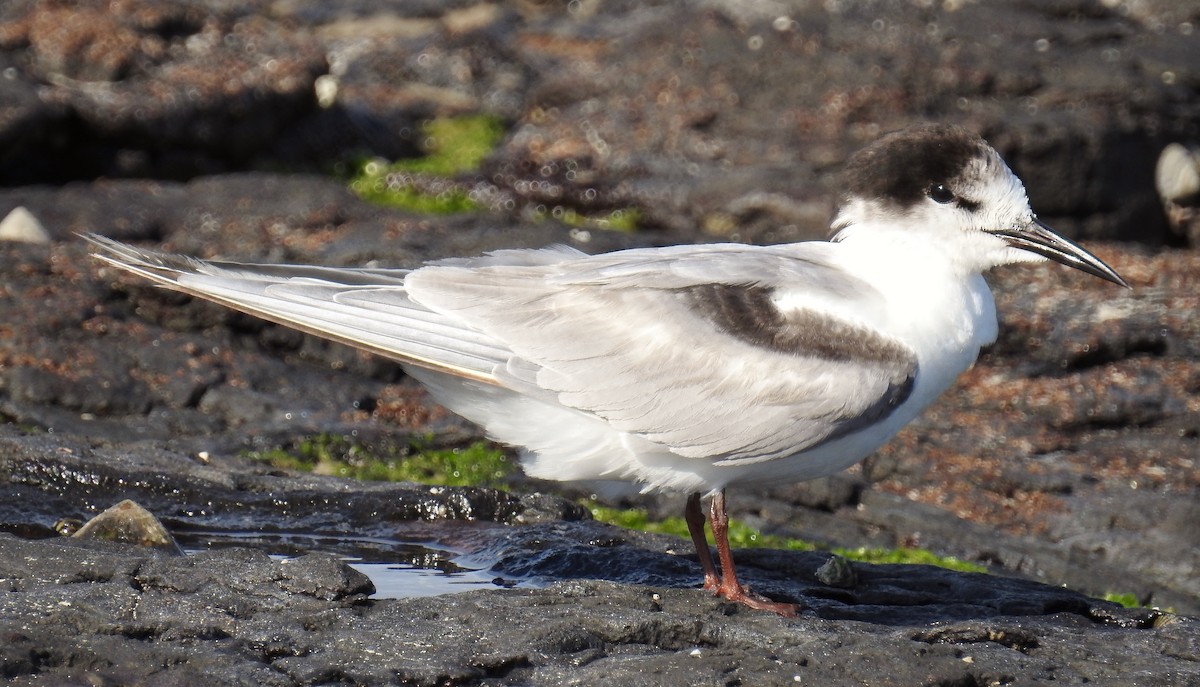 Common Tern (longipennis) - ML61514161