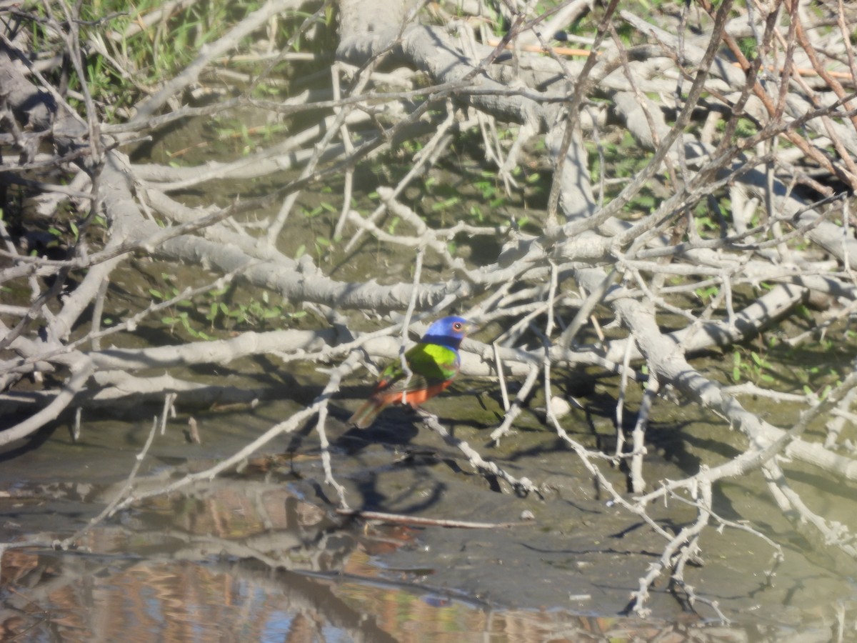 Painted Bunting - ML615141644