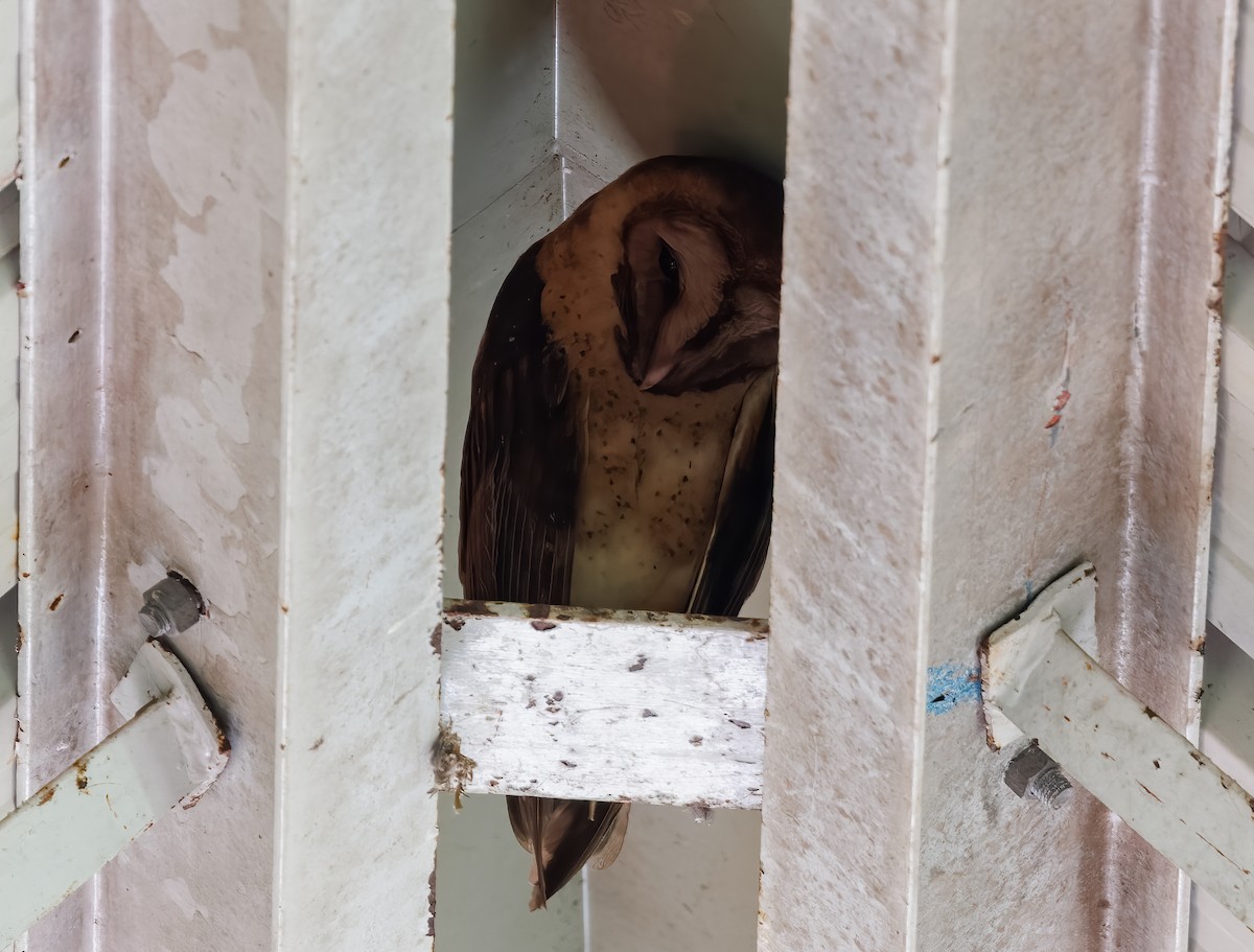 Barn Owl (Lesser Antilles) - ML615141685