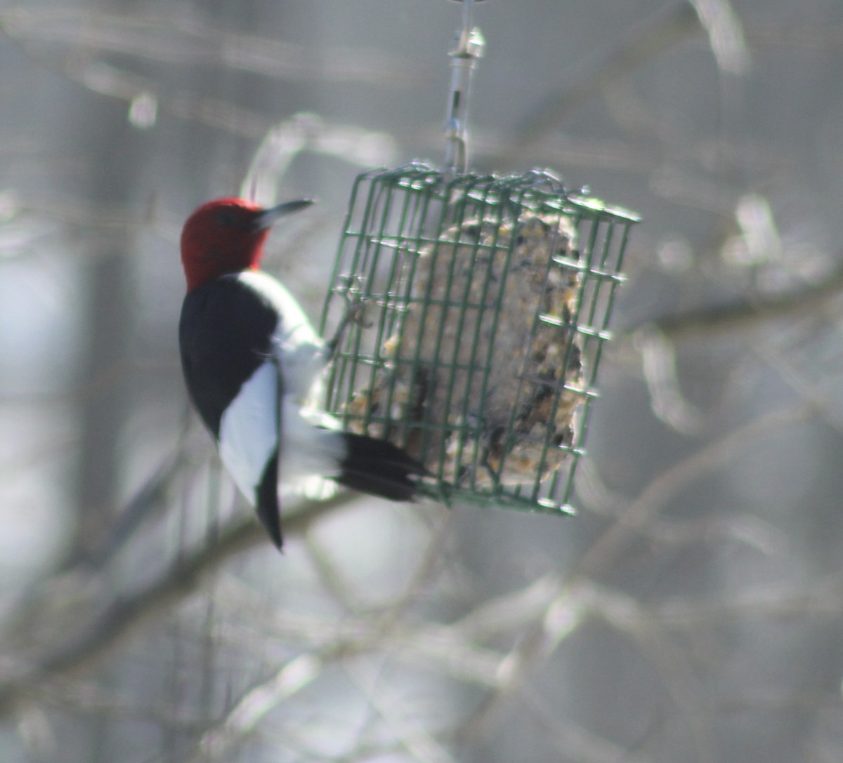 Red-headed Woodpecker - ML615141911