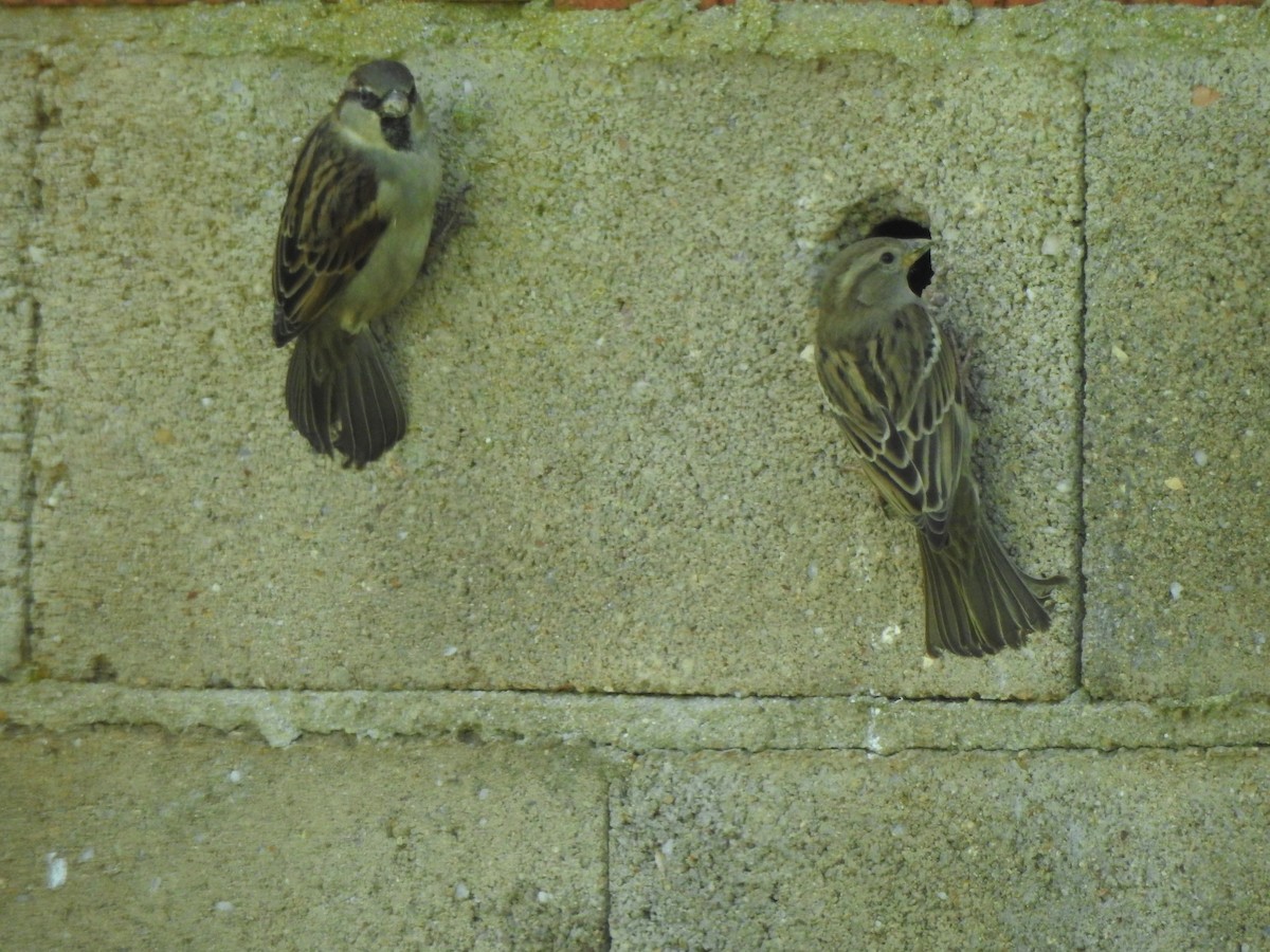 House Sparrow - ML615142091