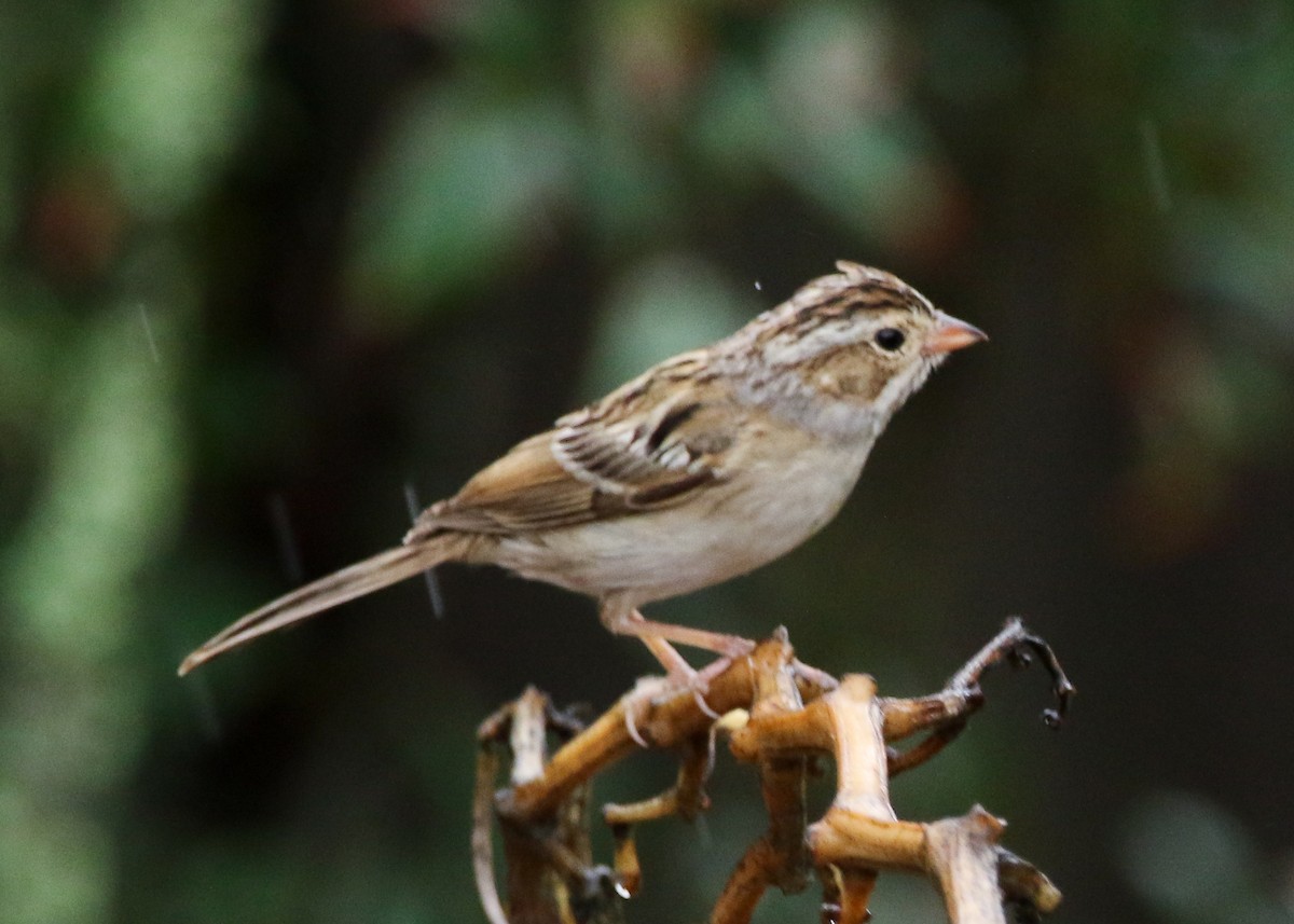 Clay-colored Sparrow - ML615142320