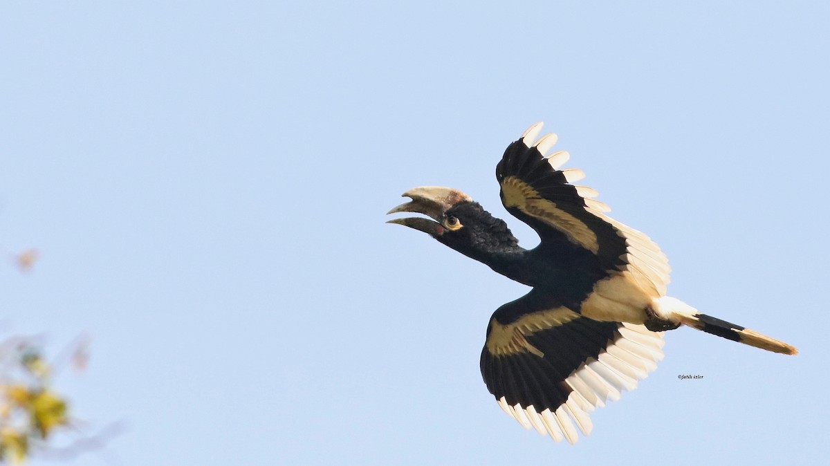 White-thighed Hornbill - Fatih Izler