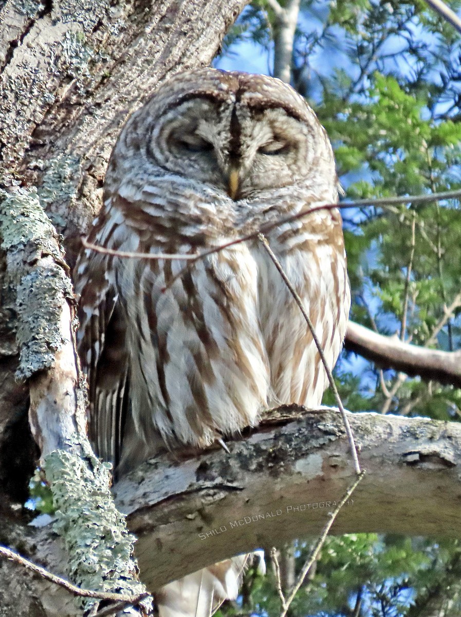 Barred Owl - ML615142488