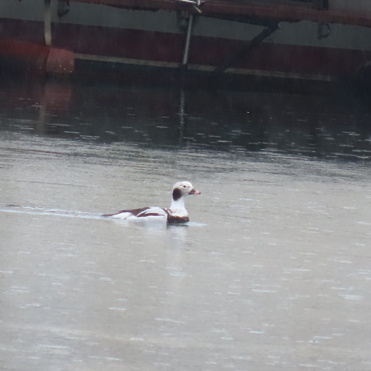 Long-tailed Duck - ML615142638