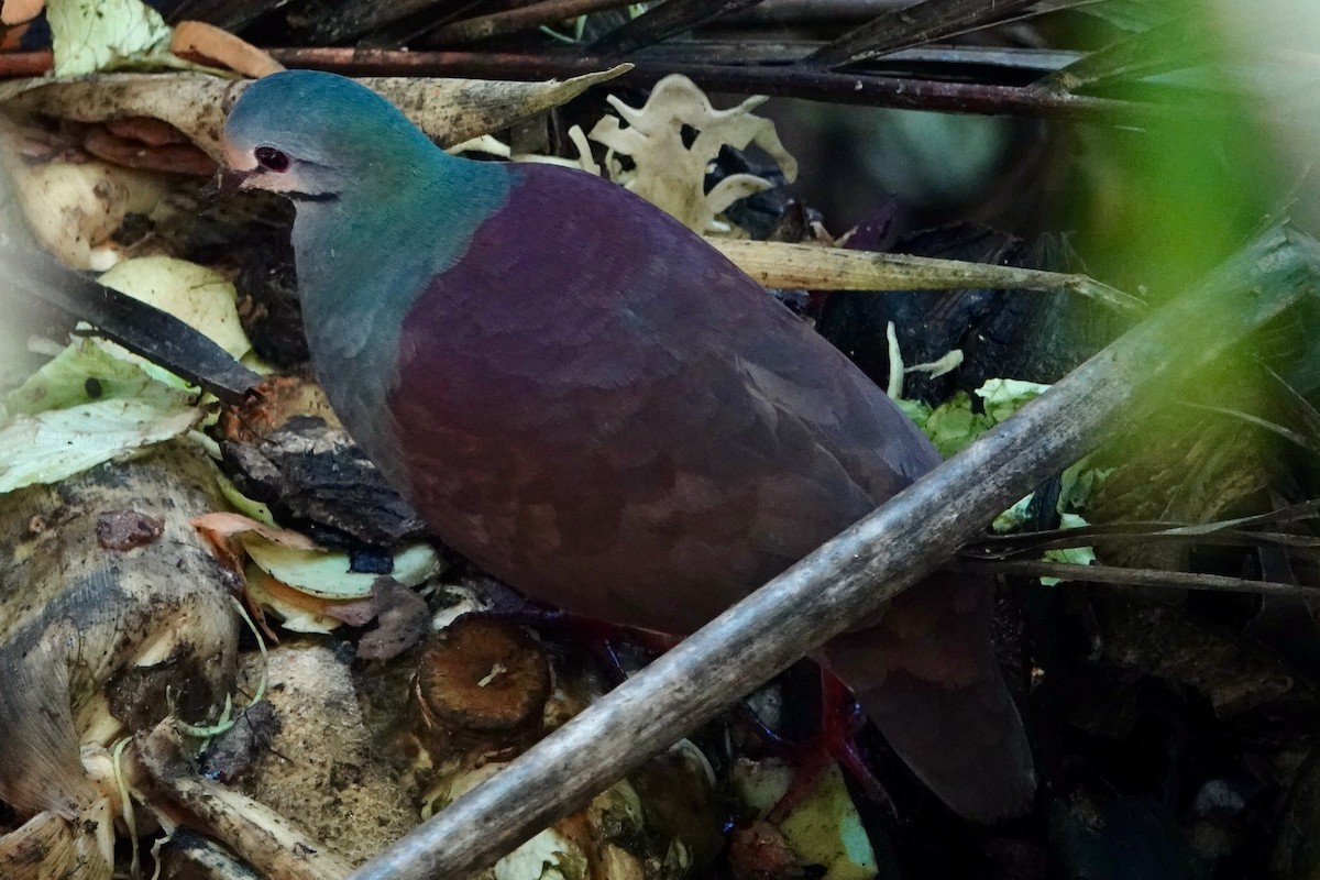 Buff-fronted Quail-Dove - ML615142659