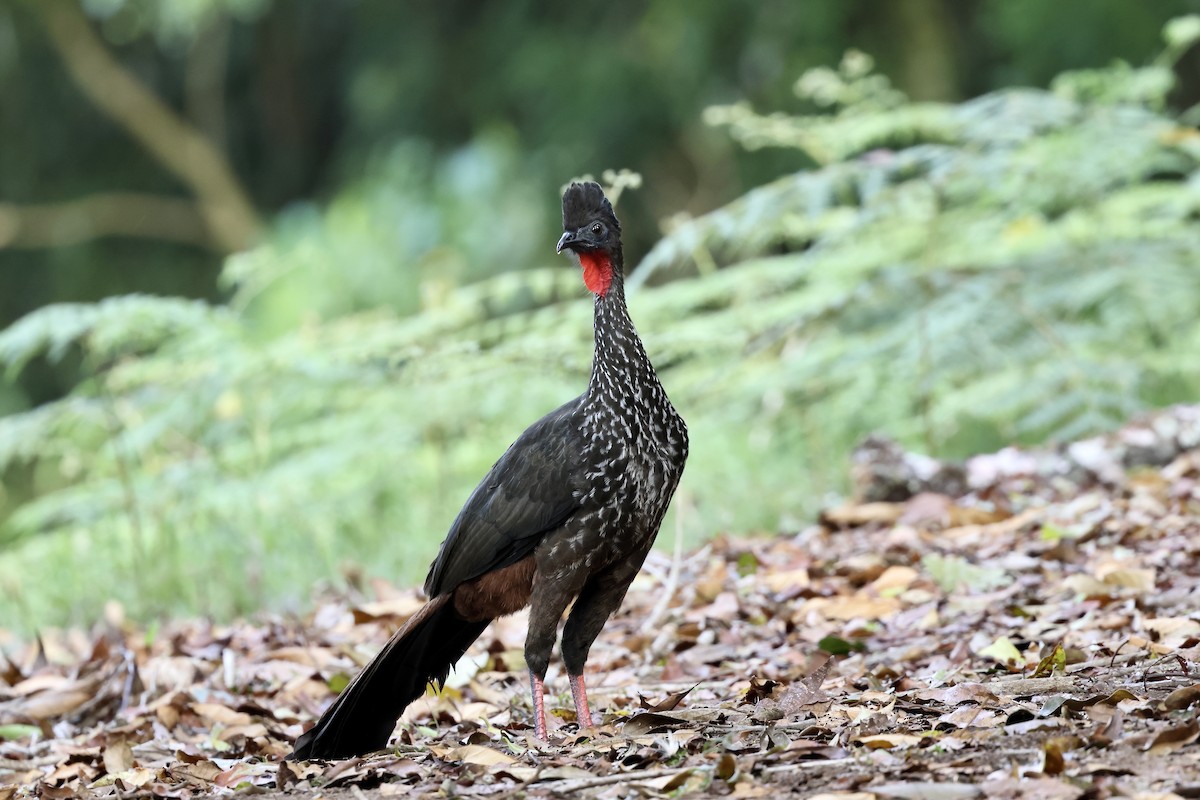 Crested Guan - ML615142665