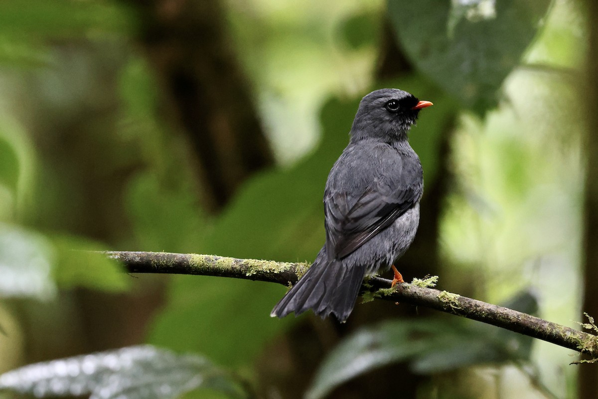 Black-faced Solitaire - ML615142680