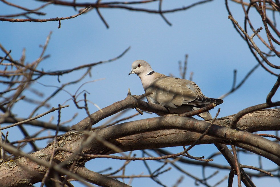 Eurasian Collared-Dove - ML615142717