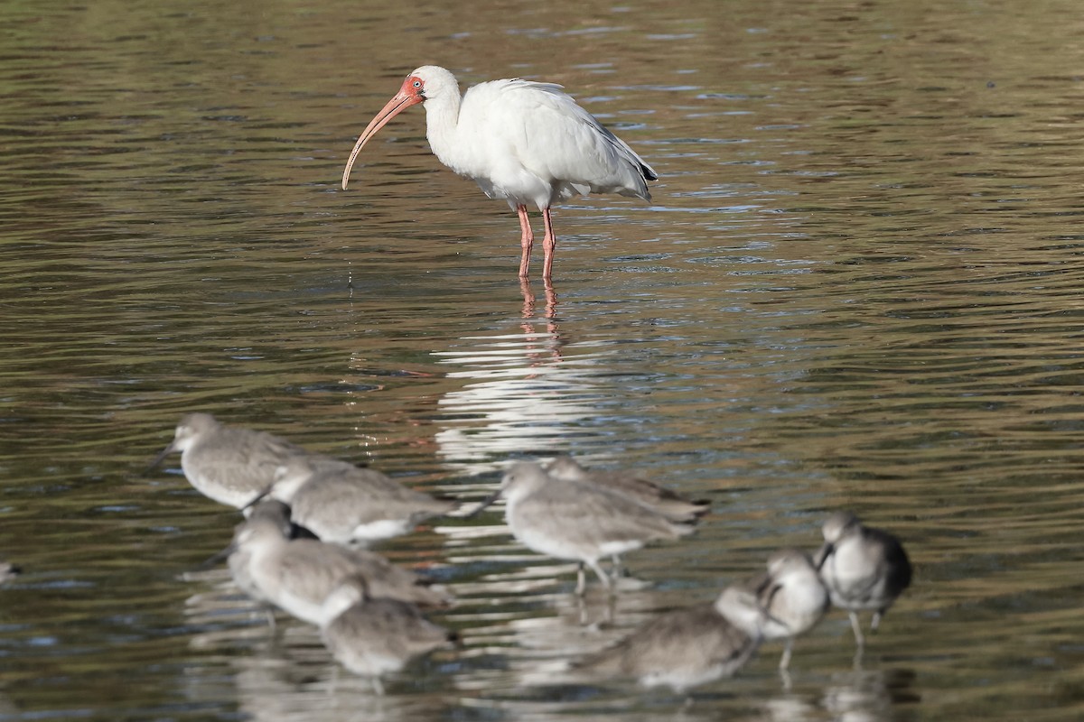 ibis bílý - ML615142727