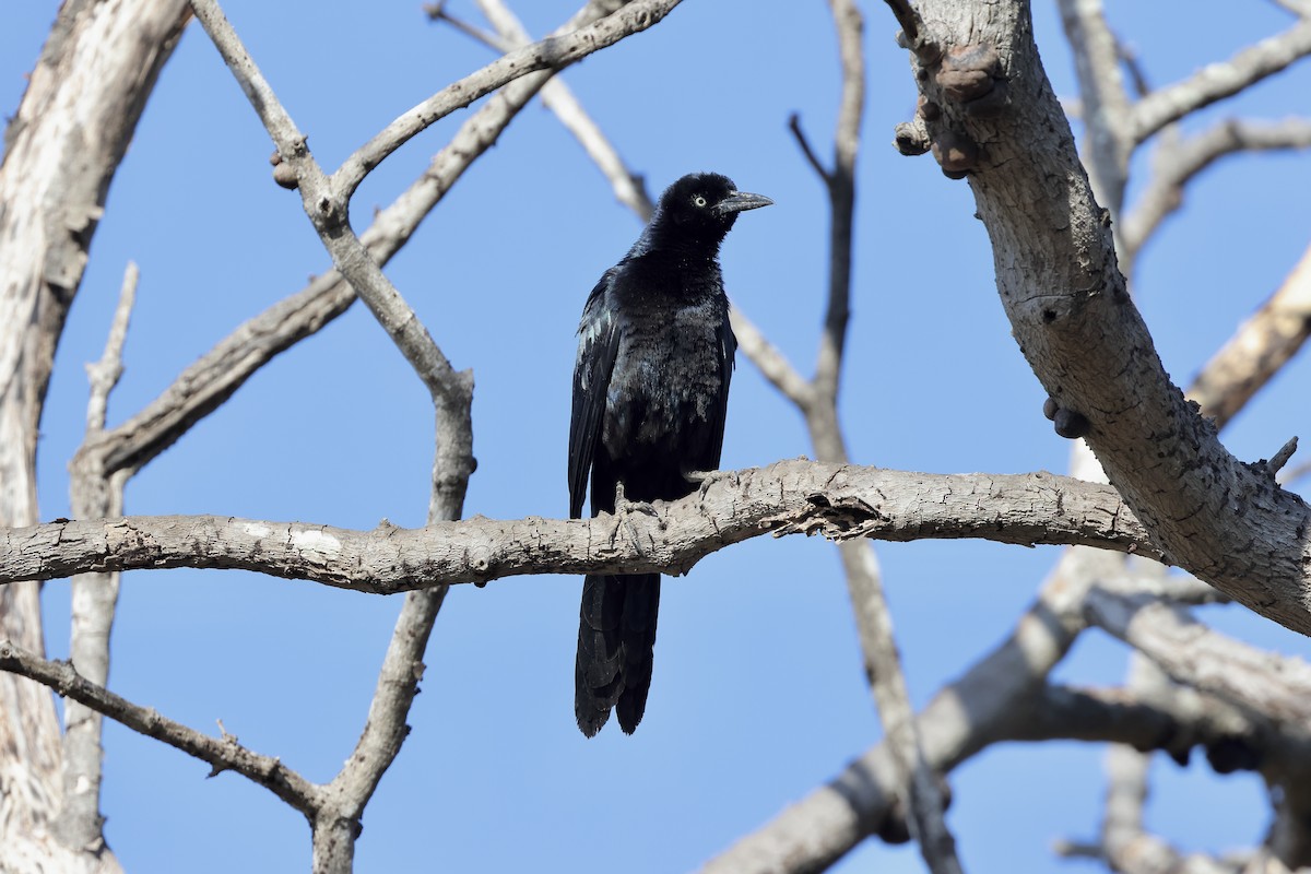 Great-tailed Grackle - Gabriel Leite