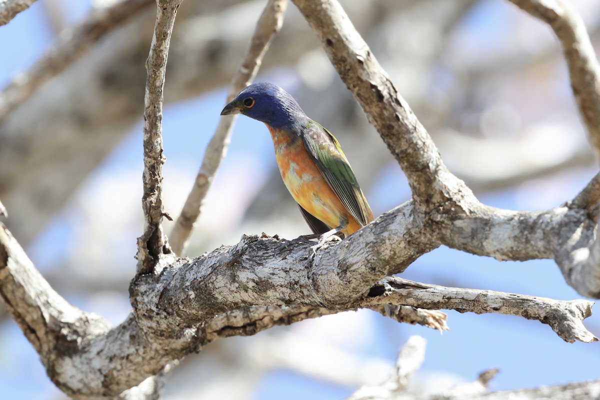 Painted Bunting - ML615142750
