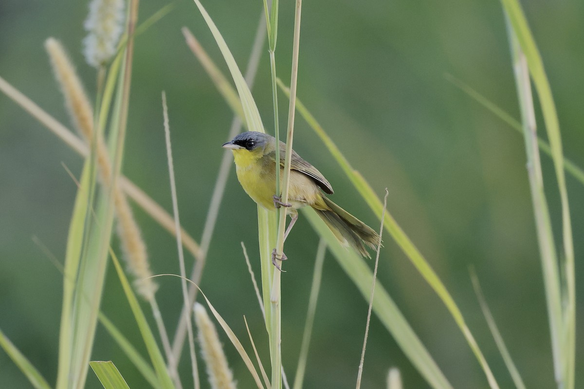 Gray-crowned Yellowthroat - Gabriel Leite