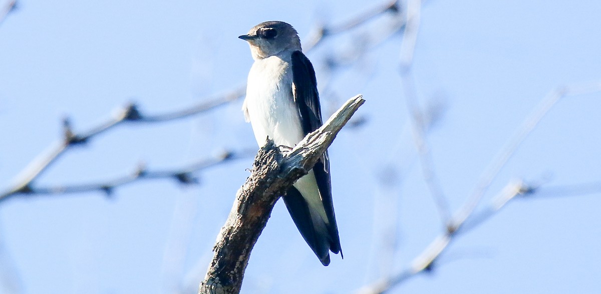Northern Rough-winged Swallow - ML615142829