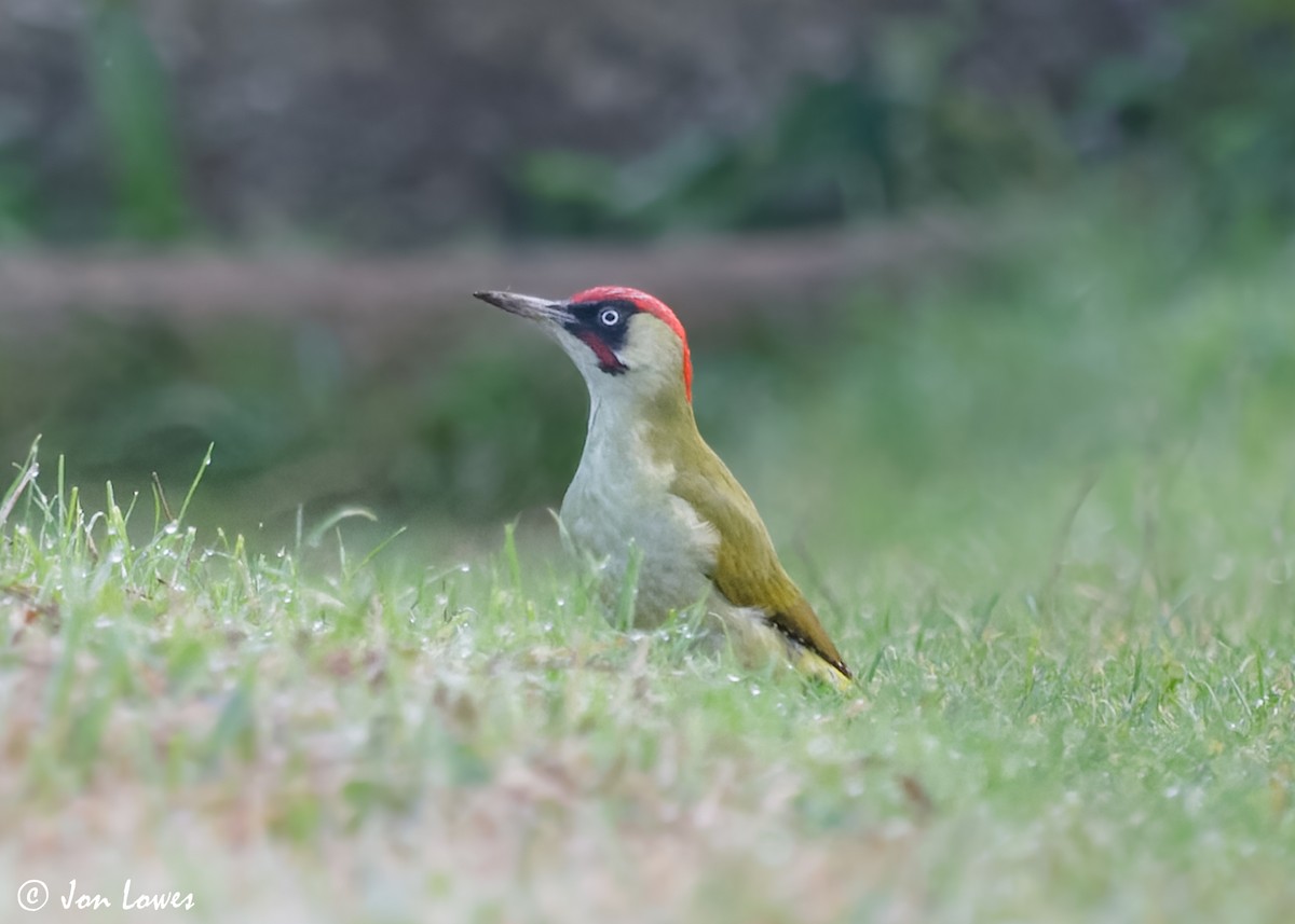Eurasian Green Woodpecker (Eurasian) - ML615143538