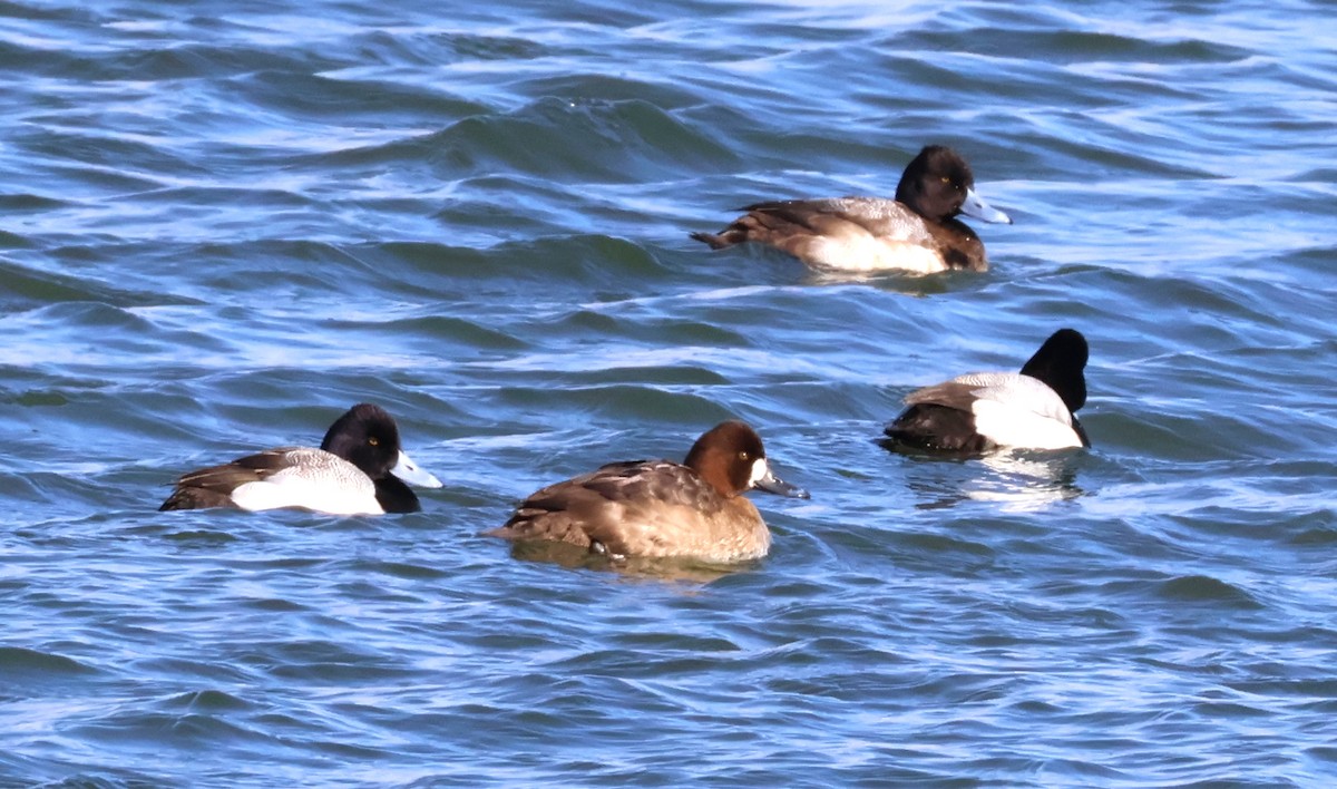 Greater Scaup - ML615143644