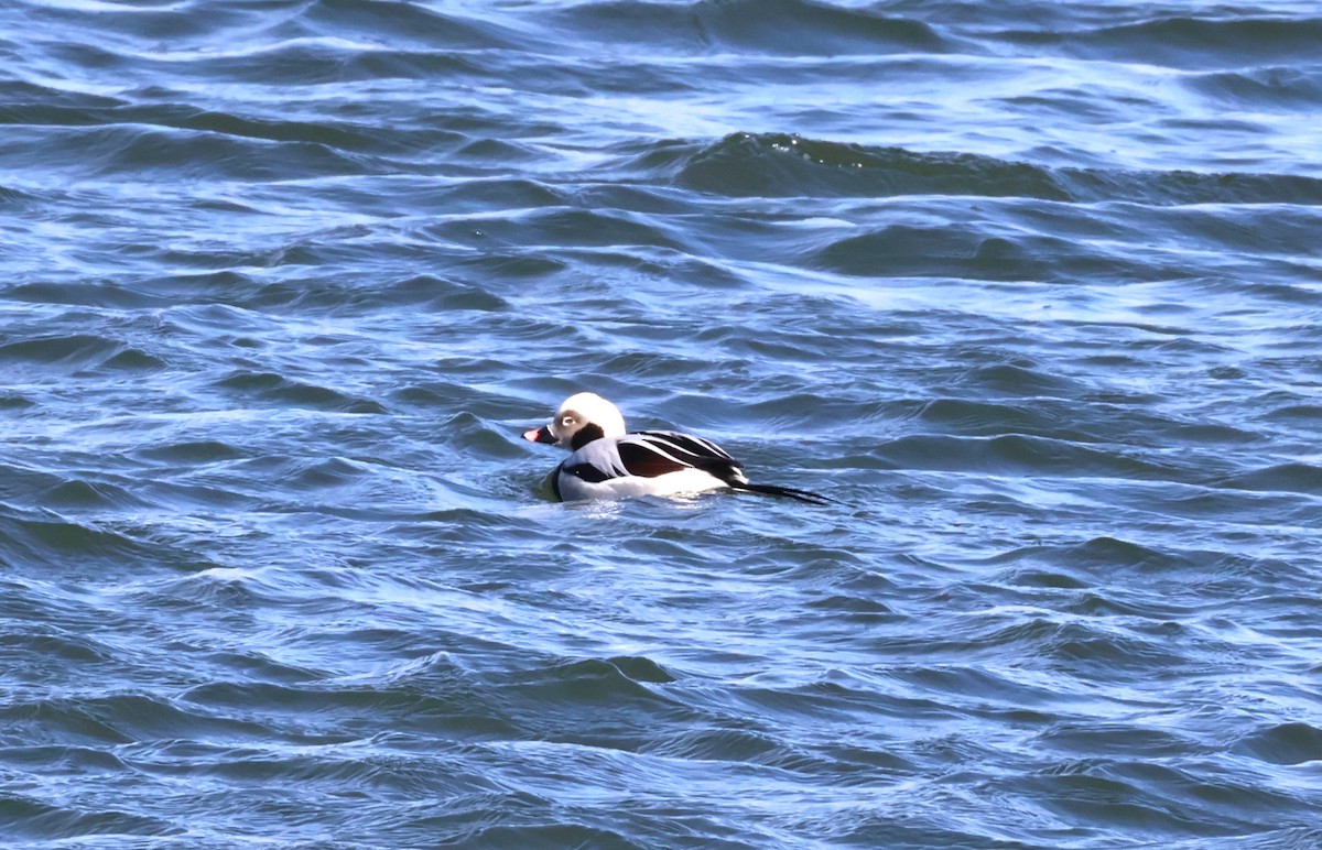 Long-tailed Duck - ML615143669