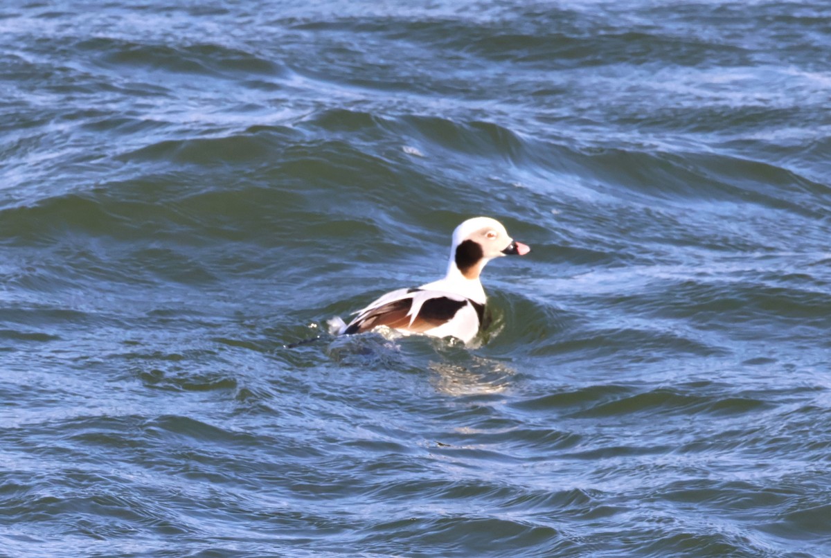 Long-tailed Duck - ML615143673