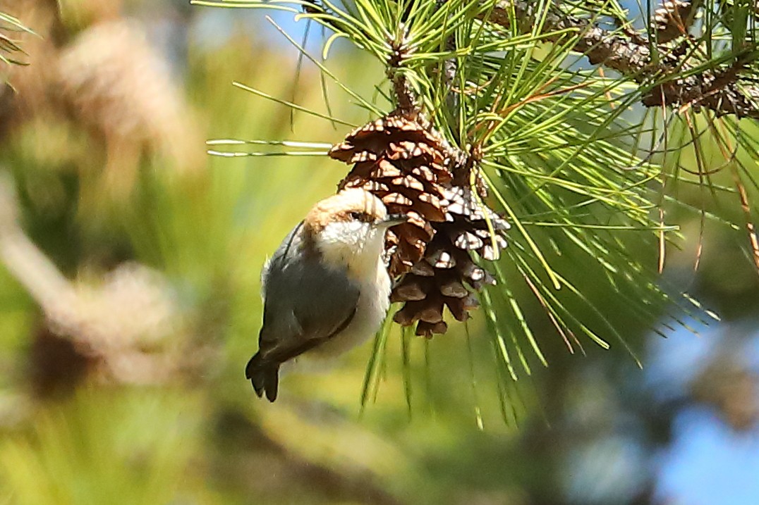 Brown-headed Nuthatch - ML615143924