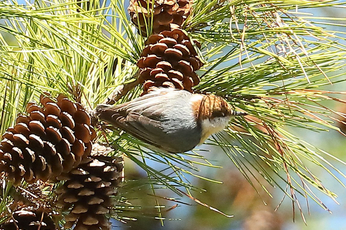Brown-headed Nuthatch - ML615143926