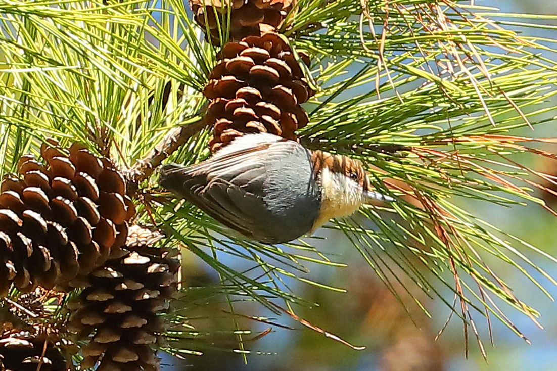 Brown-headed Nuthatch - ML615143929