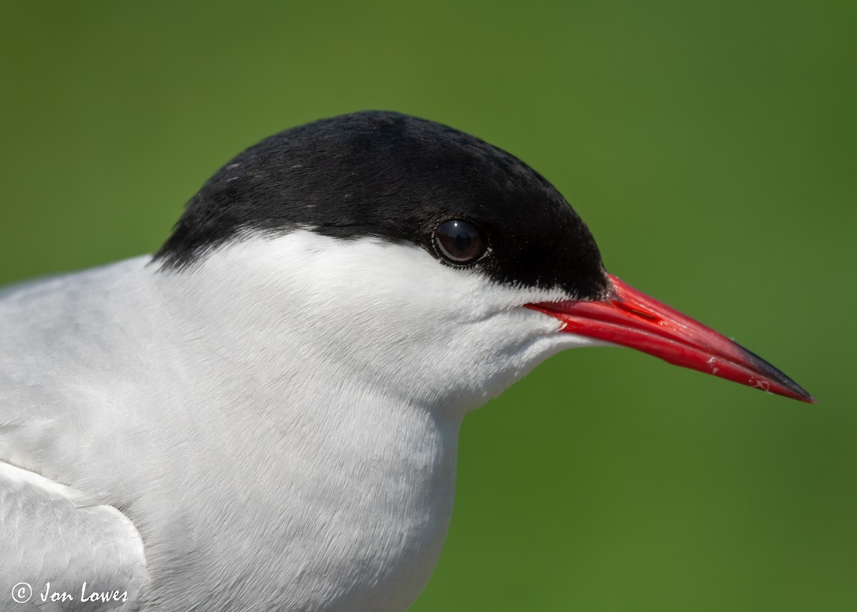 Arctic Tern - Jon Lowes