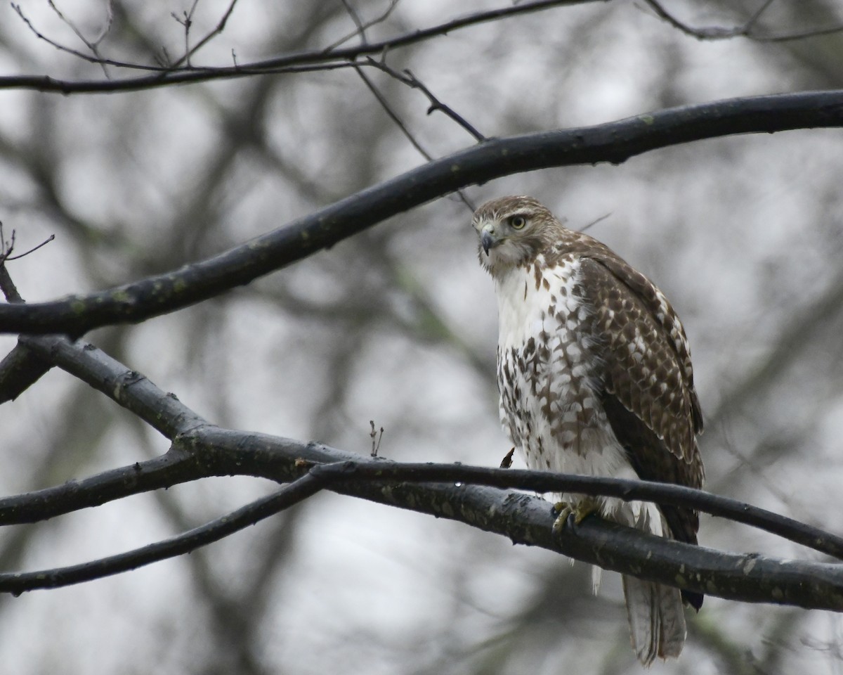 Red-tailed Hawk - ML615143975