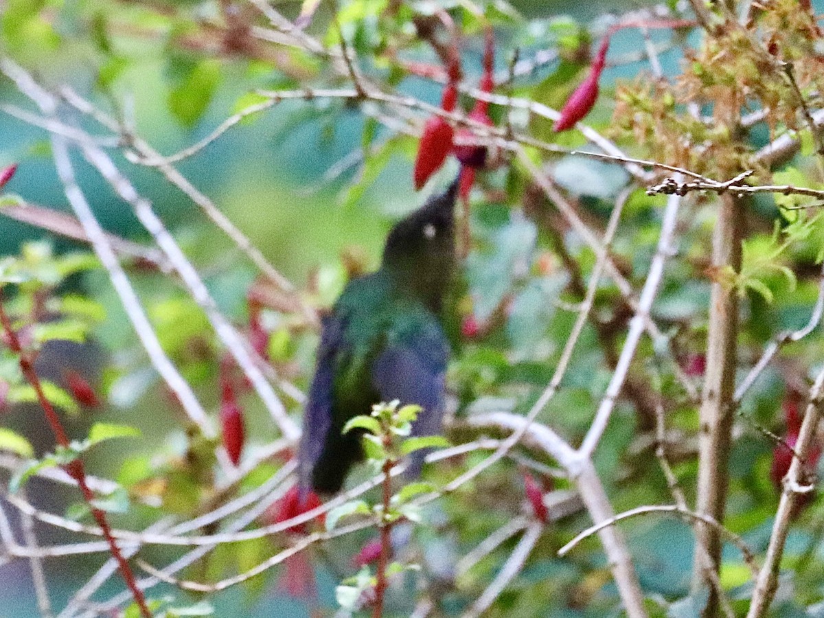 Green-backed Firecrown - ML615144220