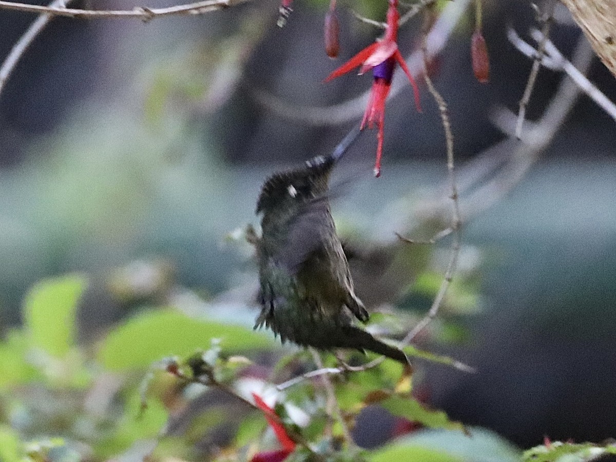 Green-backed Firecrown - ML615144221