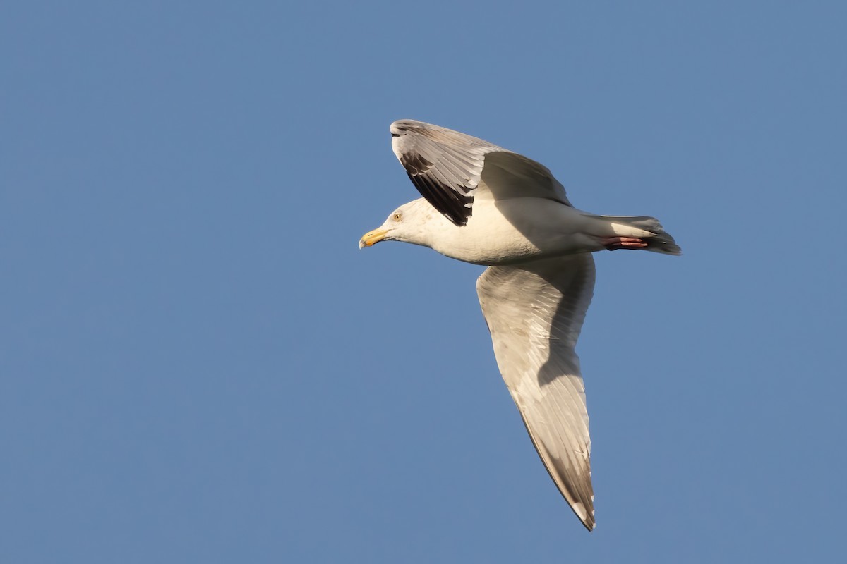 Herring Gull (American) - ML615144238