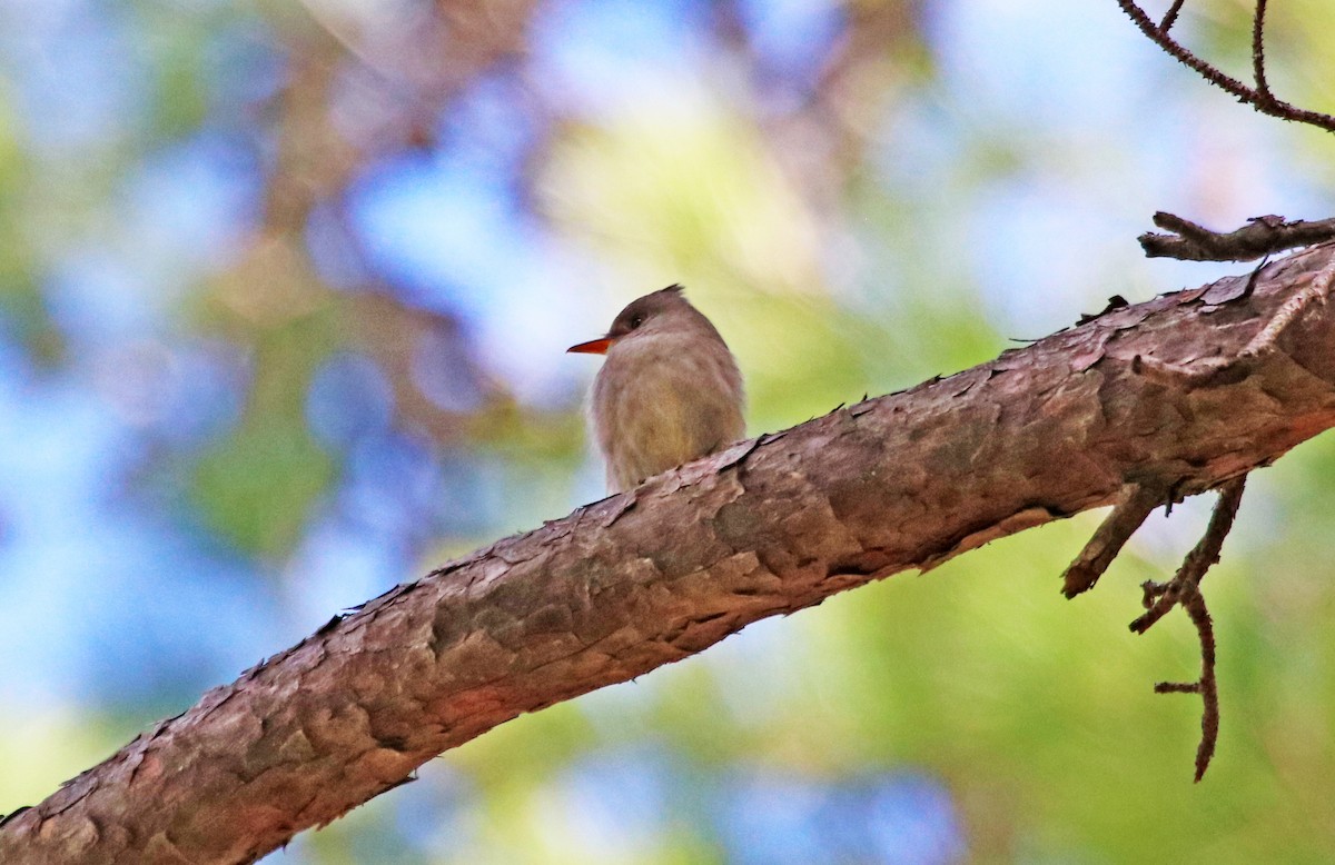 Greater Pewee - ML615144247