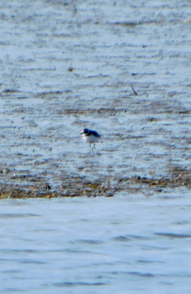 Semipalmated Plover - ML615144676