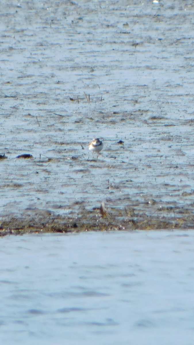 Semipalmated Plover - ML615144677