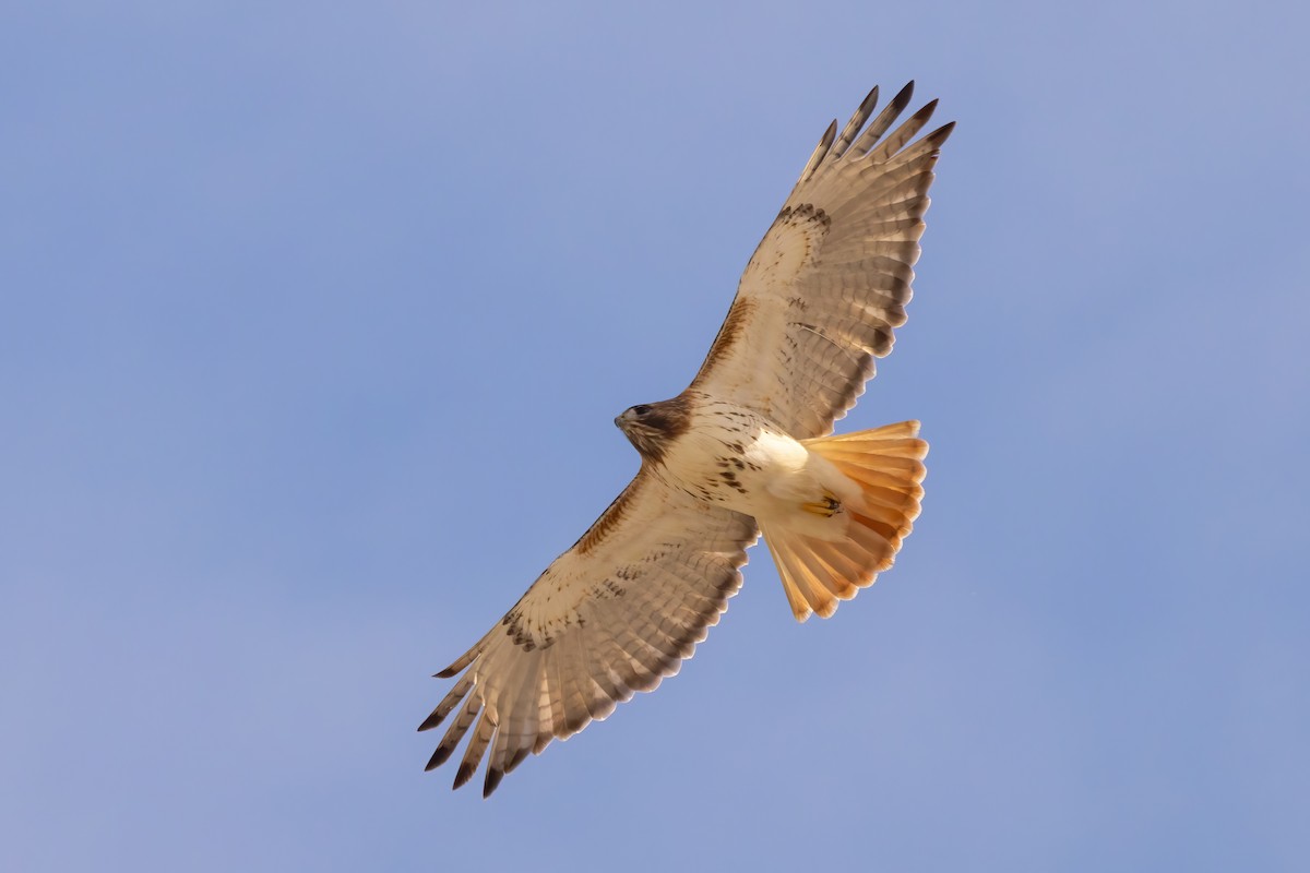 Red-tailed Hawk - ML615144838