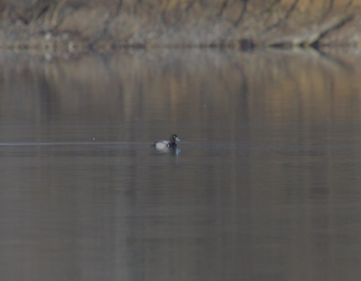 Greater/Lesser Scaup - Johnny Kube