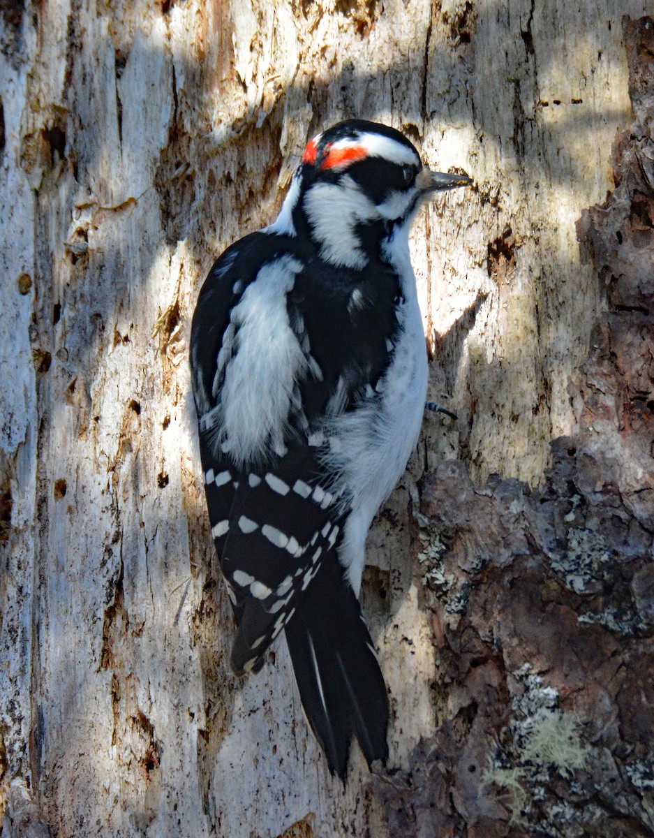 Hairy Woodpecker (Eastern) - ML615144916
