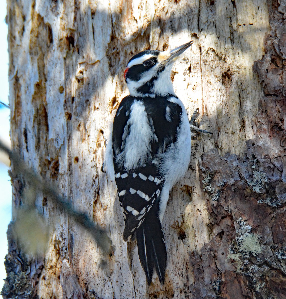 Hairy Woodpecker (Eastern) - ML615144918