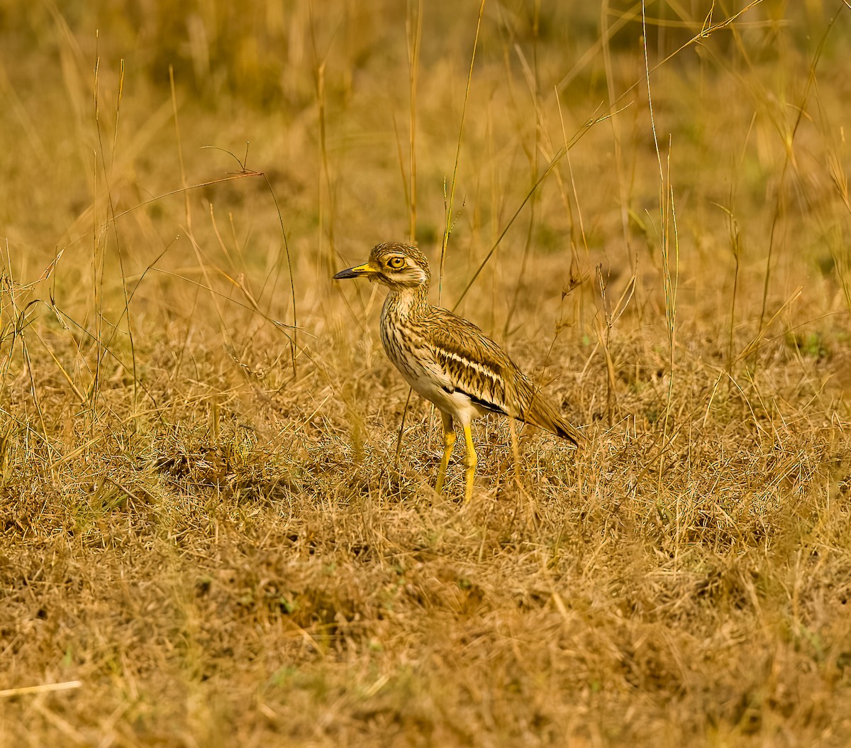 Indian Thick-knee - ML615144979