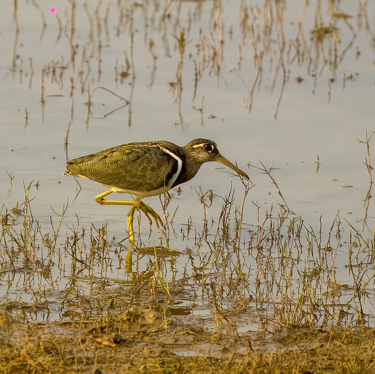 Greater Painted-Snipe - ML615144984