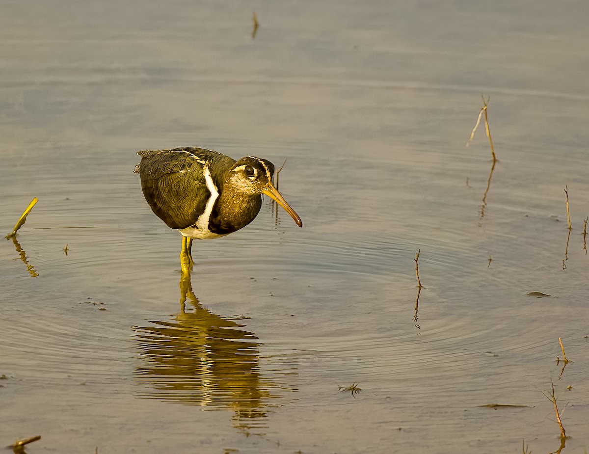 Greater Painted-Snipe - ML615144989