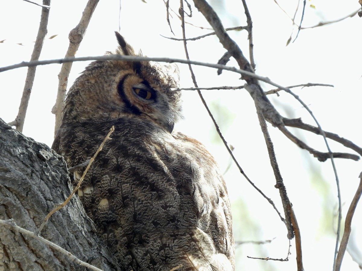 Great Horned Owl - ML615145302